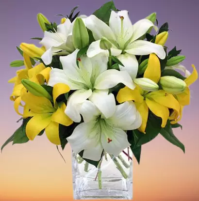 Yellow and White lilies with