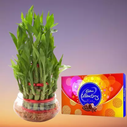 Picture of Celebration & plant